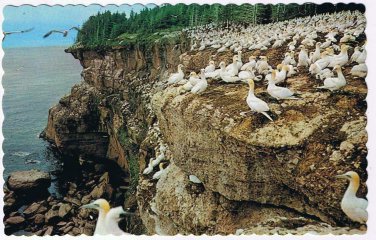 Quebec Postcard Perce Bonaventure Island Bird Sanctuary