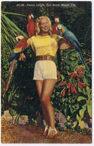 Florida Postcard Miami Parrot Jungle Map on Back