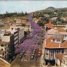 Portugal Postcard Madeira Avenue Flowering Jacaranda Trees Funchal