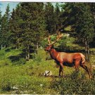Postcard Elk Largest Game Animal In North America