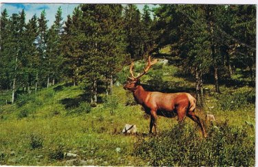 Postcard Elk Largest Game Animal In North America