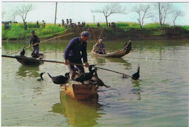 Postcard Fish Hawks Catching Fish China