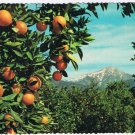 Postcard Orange & Snow Capped Mountains Warm Foothill Valleys California