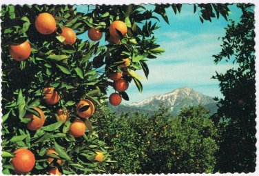Postcard Orange & Snow Capped Mountains Warm Foothill Valleys California