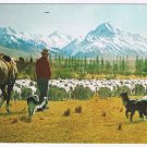 New Zealand Postcard Glentanner Station Mustering Sheep Mt Cook Canterbury