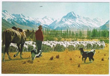 New Zealand Postcard Glentanner Station Mustering Sheep Mt Cook Canterbury