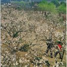 Postcard Fragrant Plum Blossoms White Snow In Plum Garden China