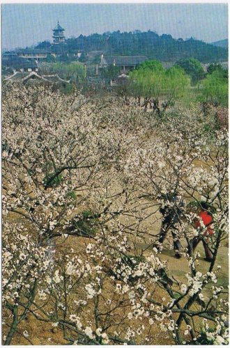 Postcard Fragrant Plum Blossoms White Snow In Plum Garden China