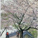 Postcard Cherry Blossoms Beside Changchun China
