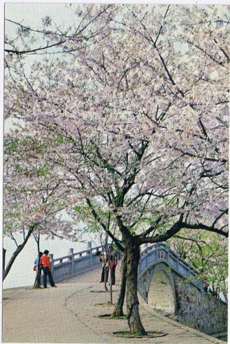 Postcard Cherry Blossoms Beside Changchun China