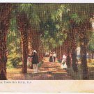 Florida Postcard Tampa Bay Hotel Palmetto Walk 1909