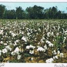 Tennessee Postcard Memphis Cotton Field White Gold
