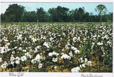 Tennessee Postcard Memphis Cotton Field White Gold