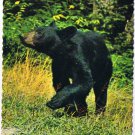 North Carolina Postcard American Black Bear Great Smoky Mountains National Park