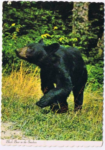 North Carolina Postcard American Black Bear Great Smoky Mountains National Park
