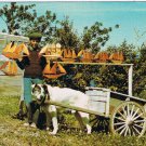 Postcard La Gasperie Typical Dogcart Gaspe North Shore Quebec