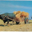 Thailand Postcard Buffaloes Drawing Paddy Rice
