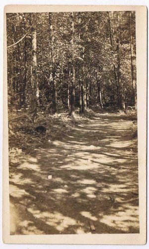 British Columbia BC Postcard Vancouver Lovers Lane Stanley Park 1910