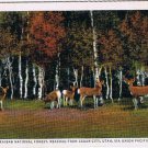 Postcard Deer Kaibab National Forest Cedar City Utah Via Union Pacific Railroad