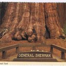 California Postcard General Sherman Tree Sequoia National Park