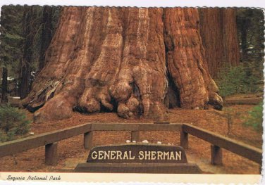 California Postcard General Sherman Tree Sequoia National Park