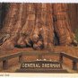 California Postcard General Sherman Tree Sequoia National Park