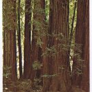 California Postcard Mill Valley Muir Woods National Monument Family Circle