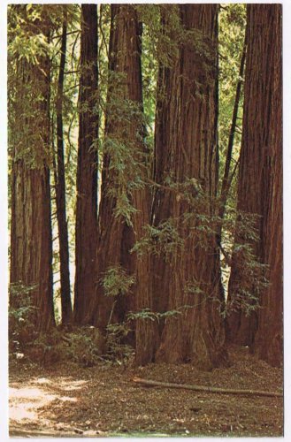 California Postcard Mill Valley Muir Woods National Monument Family Circle