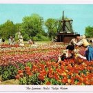 Holland Michigan Postcard Nelis Tulip Farm Kissing Couple Curteich 1955 5C-K2517