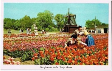 Holland Michigan Postcard Nelis Tulip Farm Kissing Couple Curteich 1955 5C-K2517
