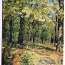 Texas Postcard Dogwood In Bloom Forest Fairyland Spring East Texas