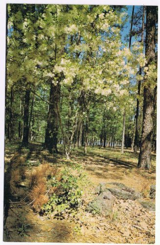 Texas Postcard Dogwood In Bloom Forest Fairyland Spring East Texas