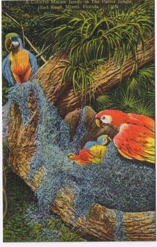 Florida Postcard Miami Parrot Jungle Family Of Wild Macaws