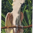 Florida Postcard Miami Parrot Jungle Salmon Crested Cockatoo