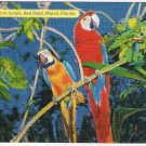 Florida Postcard Miami Parrot Jungle Two Macaws In Tree