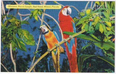 Florida Postcard Miami Parrot Jungle Two Macaws In Tree