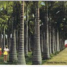Florida Postcard Vero Beach McKee Jungle Garders Stately Royal Palms