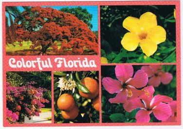 Florida Postcard Colorful Trees Fruit Flowers Multi View