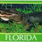 Florida Postcard Handsome Alligator Reptile