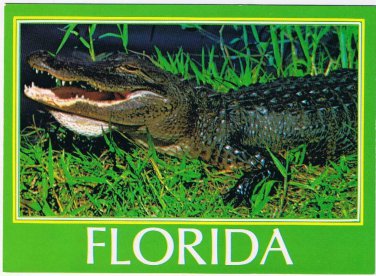 Florida Postcard Handsome Alligator Reptile
