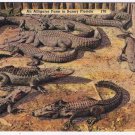 Florida Postcard Alligator Farm In Sunny Florida