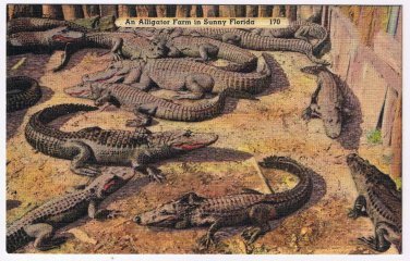 Florida Postcard Alligator Farm In Sunny Florida