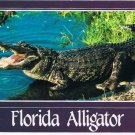 Florida Postcard Alligator Everglades