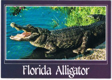 Florida Postcard Alligator Everglades