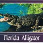 Florida Postcard Alligator Everglades