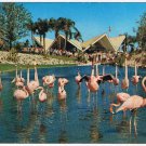 Florida Postcard Tampa Busch Gardens Flamingos Anheuser-Busch