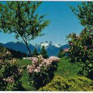 British Columbia BC Postcard Vancouver The Lions Rhododendrons