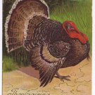 Holiday Postcard Embossed Thanksgiving Turkey Greetings