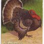 Holiday Postcard Embossed Thanksgiving Turkey Greetings