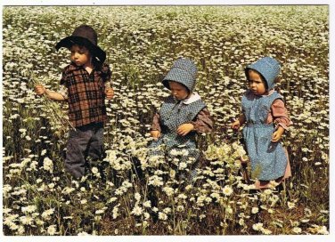 Waterloo County Ontario Postcard Mennonite Children Field of Daisies